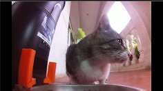 Twitch war gestern: Diese Livestream-Seite lässt euch echte Katzen weltweit füttern (1)