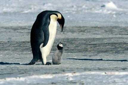 Menschliche Züge: Die Kaiserpinguine 