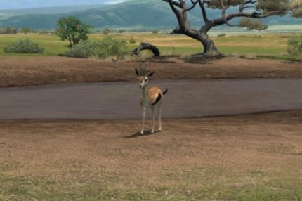 Eine junge ANtilope am Wasserloch.