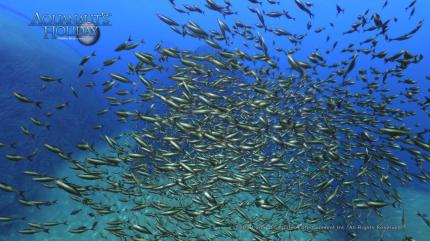 Aquanaut's Holiday (7)