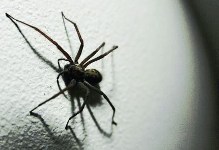 Arachnophobiker können mithilfe einer Simulation ihre Angst vor Spinnen bekämpfen