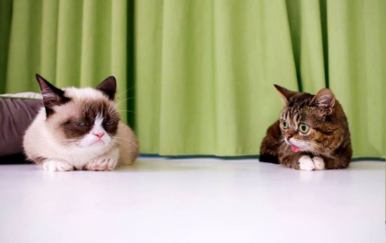 Typisch - Grumpy Cat scheint sich nicht über den Besuch von Artgenossen zu freuen.