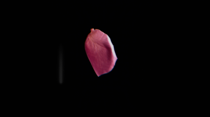 Die Patienten der Psychiatrie haben alle den gleichen Traum, in dem es Rosenblüten regnet.