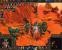 Spellforce 2: Die Serie vermischt souverän Echtzeitstrategie und Rollenspiel.