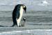 Menschliche Züge: Die Kaiserpinguine 
