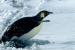 Die Pinguine verlassen alljährlich das Meer... 