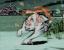 Es ist nicht einfach die Sonnengöttin im klassischen Japan zu sein. Darum müssen wir Amaterasu als Spieler Pinsel schwingend in <strong>Ōkami</strong> weiterhelfen. Um das Land von Orochi, einem bösen Dämon, zu befreien, müssen wir Amaterasu helfen, die Wächtersprösslinge erblühen zu lassen, die überall im Land der aufgehenden Sonne verteilt sind. Freunde des Herkunftslandes der JRPGs und der Kalligraphie werden hier auf ihre Kosten kommen.