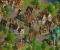 Anno 1602
