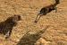 HakunaMatata: Safari in Afrika