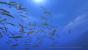 Aquanaut's Holiday (2)