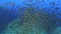 Aquanaut's Holiday (7)