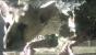 Das Fabelwesen aus The Last Guardian (ehemals Project Trico)