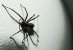 Arachnophobiker können mithilfe einer Simulation ihre Angst vor Spinnen bekämpfen