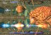 Von Hirnen wie im Shoot 'em Up Gradius erwartet man eigentlich ein wenig Gegenwehr. Das Spiel selbst ist äußerst spaßig und fordernd, gegen die Hirne kann man effektiv aber nur verlieren, wenn man direkt hineinfliegt.