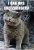 Das erste Bild einer lolcat, das 2007 den Startschuss für icanhascheezburger.com legte.
