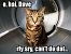 Lolcats sind ein echtes Internetphänomen: Obwohl es schon über hundert Jahre witzige Bilder mit Katzen gibt, ging der Boom erst 2007 so richtig los. Mittlerweile gehört icanhascheezburger.com, Ursprungsort der lolcats, zu den erfolgreichsten Seiten weltweit. (16)