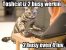 Lolcats sind ein echtes Internetphänomen: Obwohl es schon über hundert Jahre witzige Bilder mit Katzen gibt, ging der Boom erst 2007 so richtig los. Mittlerweile gehört icanhascheezburger.com, Ursprungsort der lolcats, zu den erfolgreichsten Seiten weltweit. (20)
