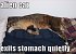 Lolcats sind ein echtes Internetphänomen: Obwohl es schon über hundert Jahre witzige Bilder mit Katzen gibt, ging der Boom erst 2007 so richtig los. Mittlerweile gehört icanhascheezburger.com, Ursprungsort der lolcats, zu den erfolgreichsten Seiten weltweit. (9)