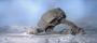 Hoth