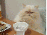 Hier findet ihr unsere Übersicht der lustigsten animierten gif-Bilder. Egal ob Fails, Wins oder einfach nur Klamauk, hier gibt's was zu lachen. (18)