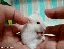 Hier findet ihr unsere Übersicht der lustigsten animierten gif-Bilder. Egal ob Fails, Wins oder einfach nur Klamauk, hier gibt's was zu lachen. (13)