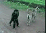 Hier findet ihr unsere Übersicht der lustigsten animierten gif-Bilder. Egal ob Fails, Wins oder einfach nur Klamauk, hier gibt's was zu lachen. (12)