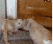 Stunt-Fails, lustige Katzen und Chuck Norris - Wir zeigen euch lustige gif-Bilder in unserem Update. (2)
