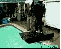Stunt-Fails, lustige Katzen und Chuck Norris - Wir zeigen euch lustige gif-Bilder in unserem Update. (9)