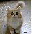 Lustige neue Gifs haben den Weg in unsere Galerie gefunden - heute mit vielen Katzen und jeder Menge Glück im Unglück. (6)
