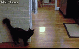 Lustige neue Gifs haben den Weg in unsere Galerie gefunden - heute mit vielen Katzen und jeder Menge Glück im Unglück. (8)