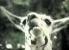 Die irrsten Monster aus Film und Spiel: Der Angriff der Killer-Lamas.