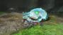<strong>Pikmin 3</strong> - Strategie (Wii U)
