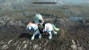 Hier, meine Damen und Herren, sehen Sie die My Little Pony <strong>Skyrim</strong>-Mod. Noch Fragen? Keine? Gut.