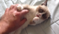 Streicheleinheiten? Das findet Grumpy Cat ganz und gar nicht zum Lachen.