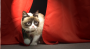Die große Bühne scheint nicht ganz nach Grumpy Cats Geschmack zu sein.