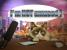 Gegen unsere grimmigen Spielehelden ist Crumpy Cat eine fröhlich immer grinsende Schmusekatze.