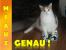 Miau: Verspielte Katzen.