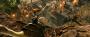 Warcraft: The Beginning (4)