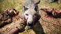 Far Cry Primal - Überlebenstipps zum Steinzeit-Abenteuer im Video-Guide