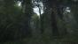 Kingdom Come: Deliverance, Beta - Unterwegs beim Waldspaziergang