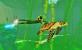 <strong>Bling-Bling:</strong> Das bläuliche Schimmern der Schwimmflossen signalisiert die Möglichkeit, diese Schildkröte als Mitfahrgelegenheit zu nutzen. (PC)