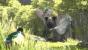 The Last Guardian.
