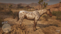 Appaloosa<br>
Brauner Tigerschecke