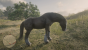 Am liebsten hätte ich von jeder Pferderasse ein Exemplar, aber dann würde der Stall wohl aus allen Nähten platzen. Shire Horses finde ich besonders eindrucksvoll, für ein solches hätte ich immer Platz.