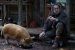 Filmkritik zu Pig: Schweinchen Cage in der großen Stadt (2)
