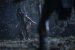 Prey in der Filmkritik: Wie gut ist der neue Predator-Film auf Disney+? (8)