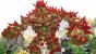 Das von Cerny designte und verantwortete Knack 2 (2017) entpuppt sich als klare Steigerung zum ersten Teil. Auch, weil der Zwei-Spieler-Modus deutlich besser funktioniert und man grafisch mehr aus der PS4 herausholt.&nbsp;
