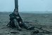 Sisu