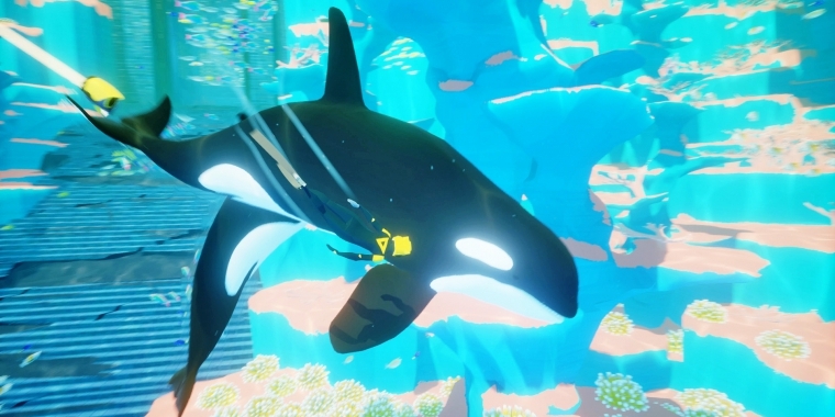 Beeindruckende Begegnungen: 
Auch mit Orcas, übrigens die größte Art in der Familie der Delfine, kann man gemeinsam schwimmen. (PS4)